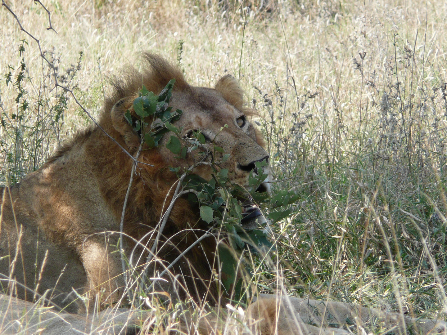 Iron like a lion in zion