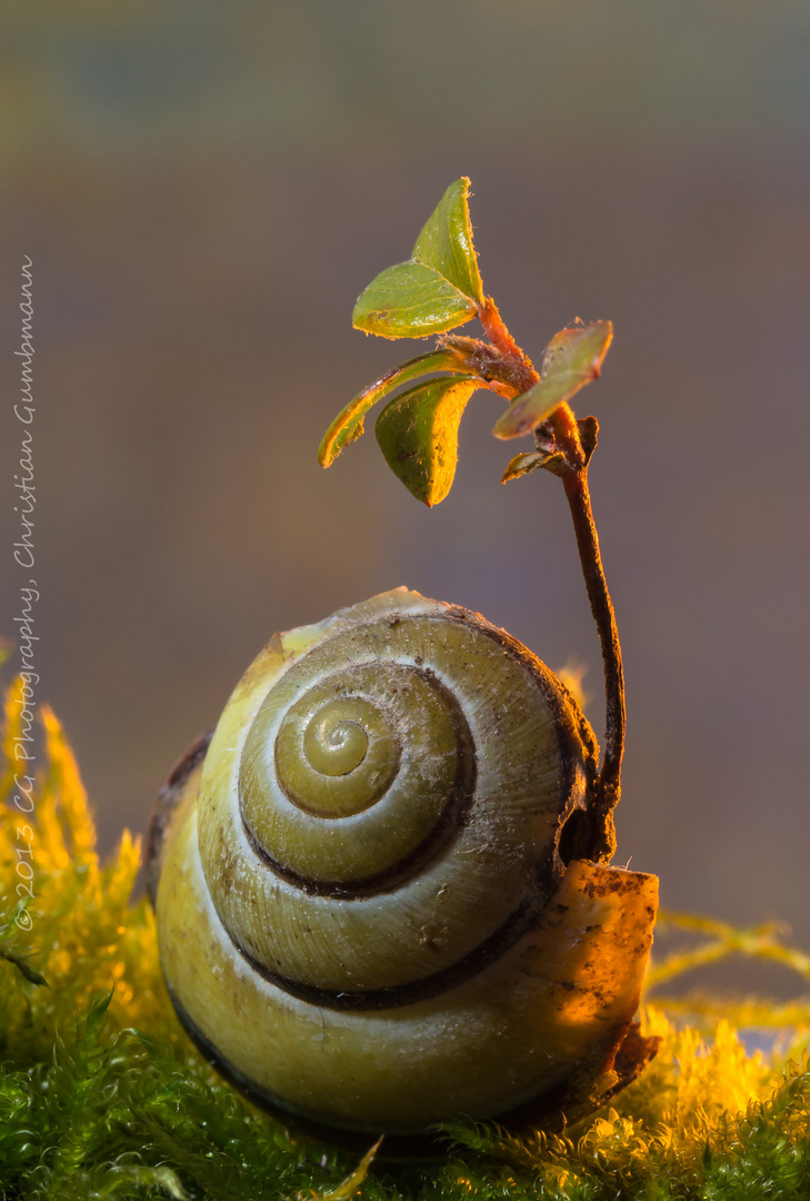 Ironie der Natur