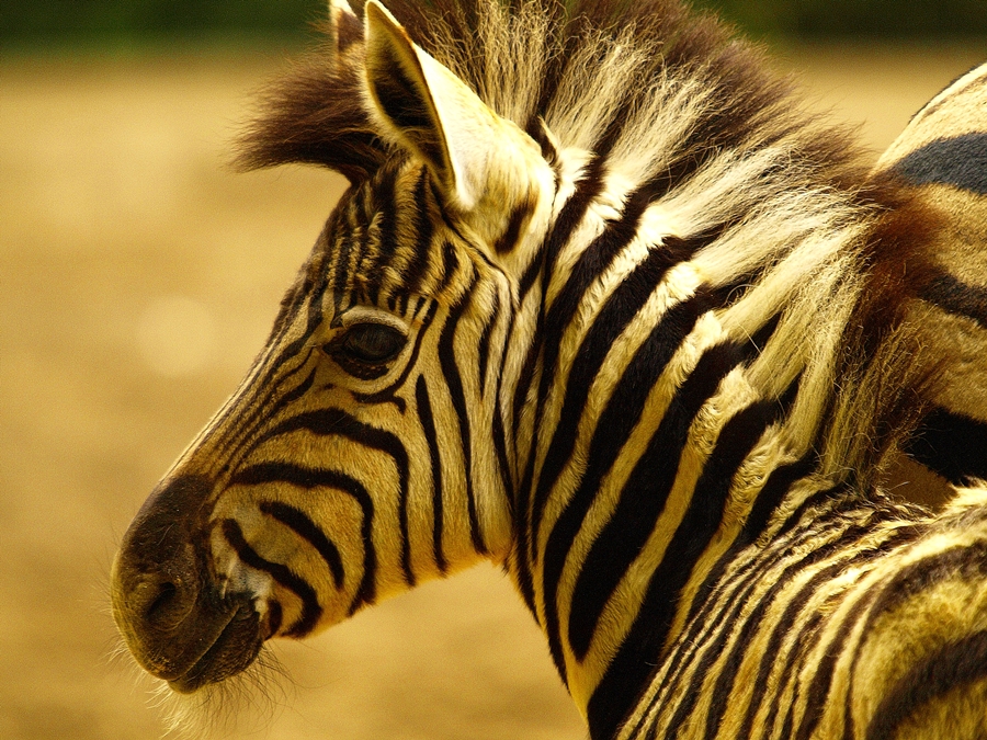 IroZebra