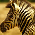 IroZebra