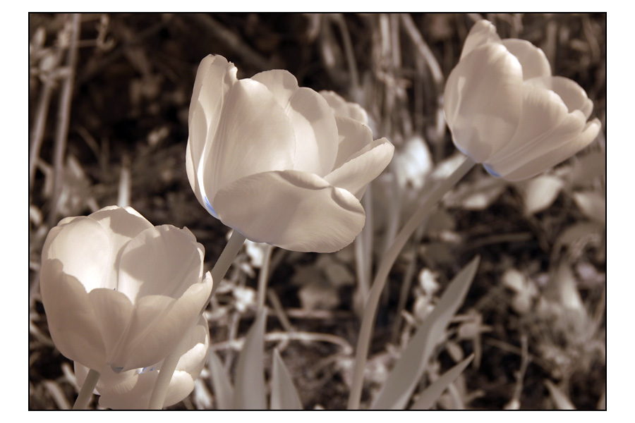 [IR]re Tulpen