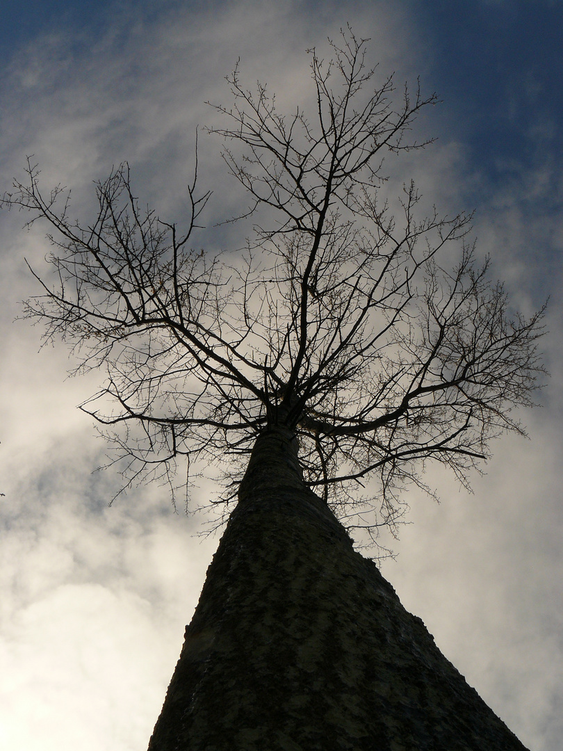 Irreel Photo Et Image Arbres Nature Images Fotocommunity Irreel Photo Et Image Arbres Nature Images Fotocommunity