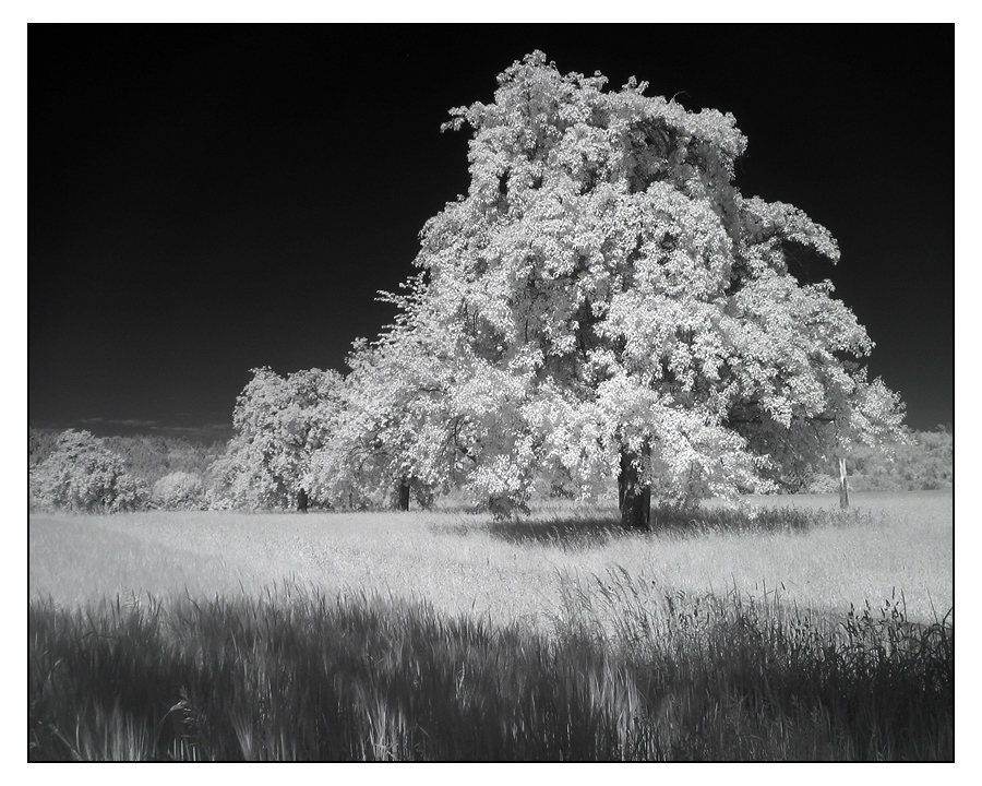 IR[rer] - Baum