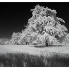 IR[rer] - Baum