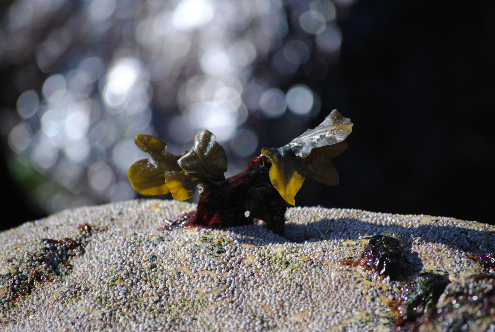 irrésistible algue qui s'accroche à st cast !