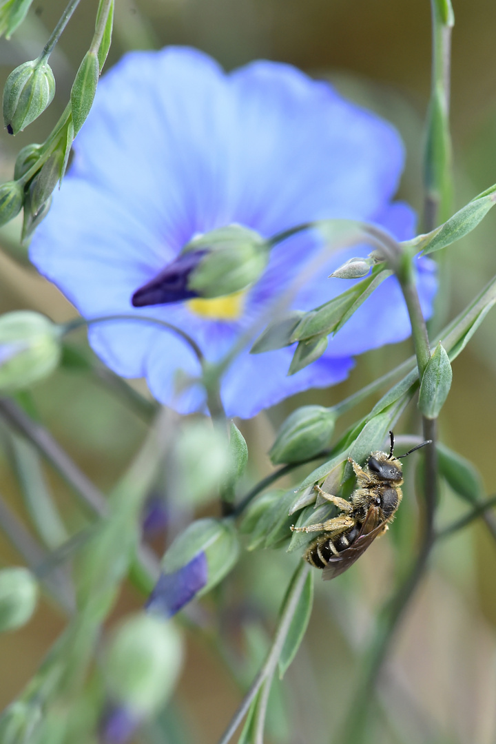 Irrgarten