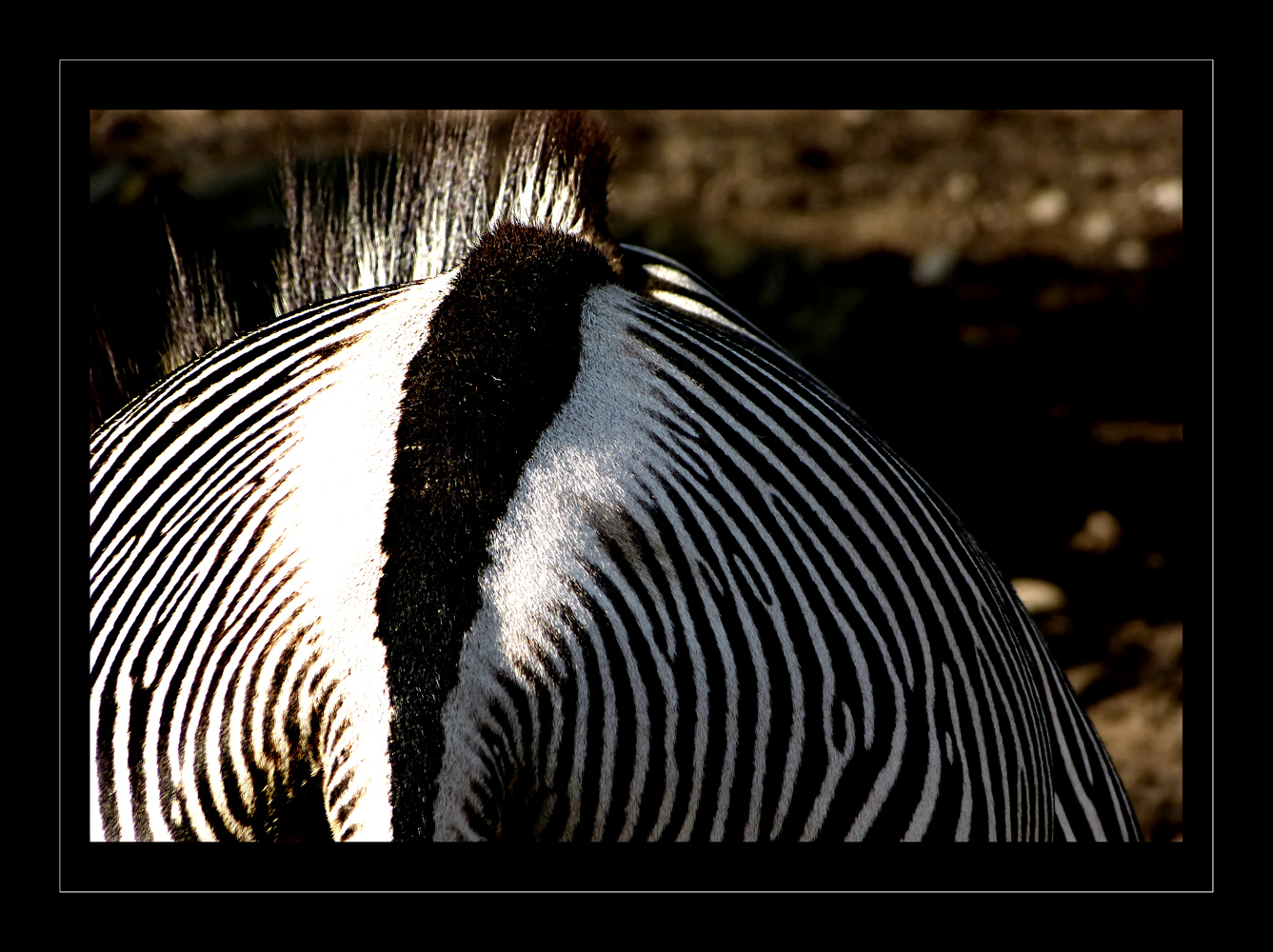 IRRGARTEN DES ZEBRA HINTERN ODER AFRKANISCHE NACHT