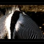 IRRGARTEN DES ZEBRA HINTERN ODER AFRKANISCHE NACHT