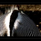 IRRGARTEN DES ZEBRA HINTERN ODER AFRKANISCHE NACHT