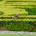 Irrgarten für das Geflügel