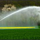 Irrigation.
