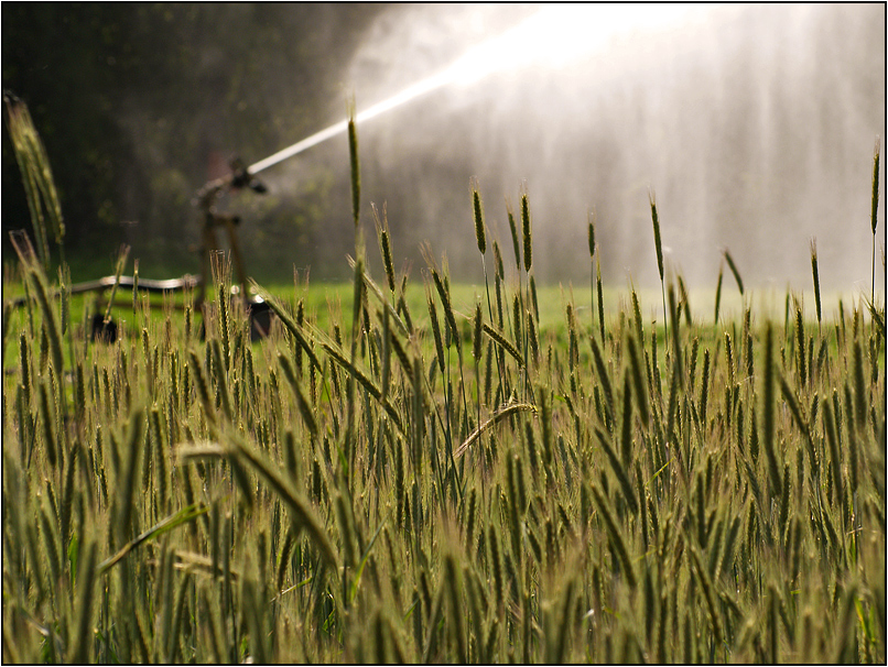 irrigation [fight against the drought]