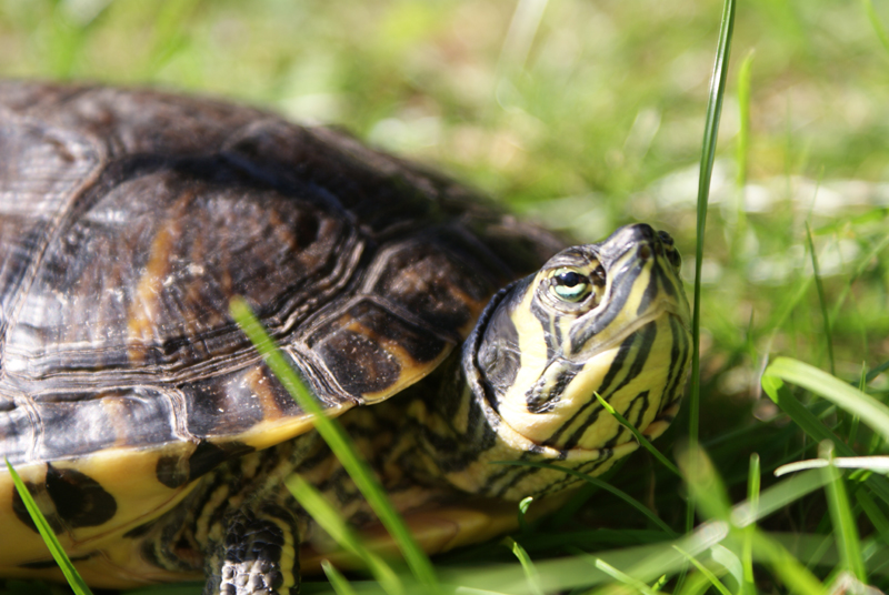 Irrlauf einer Wasserschildkröte