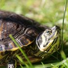 Irrlauf einer Wasserschildkröte