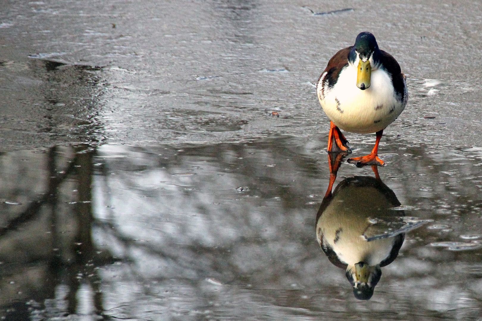 Irrtum, da ist kein Wasser sondern Eis