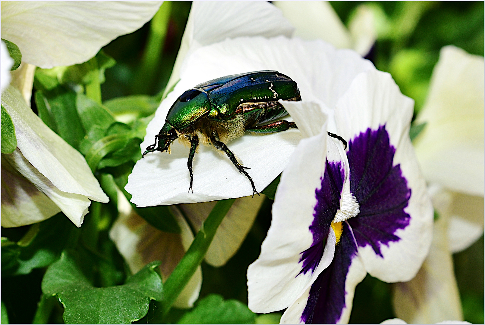 IRRTUM eines Rosenkäfers