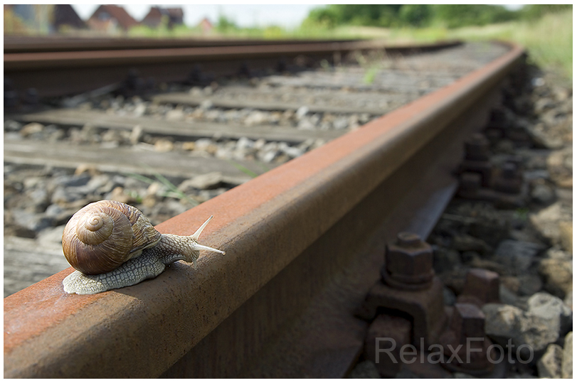 "Irrweg" - Weinbergschnecke auf Bahngleis