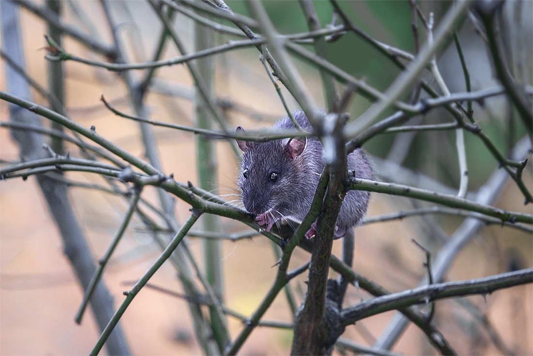 Irrweg zum Vogelfutterhaus