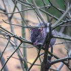 Irrweg zum Vogelfutterhaus