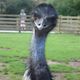 Irwin the Emu