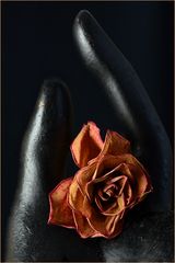 ... is a Rose ...