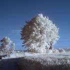 Is den schon Winter, weiße Blätter !!??