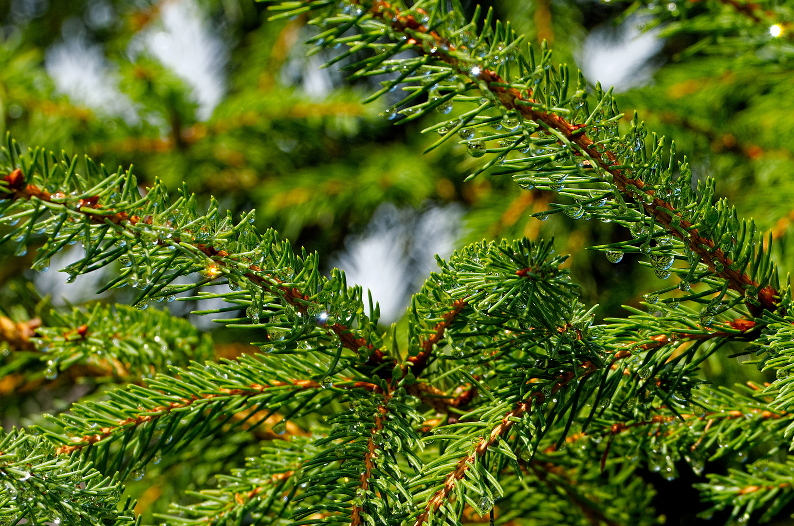 is' denn scho' Weihnachten?