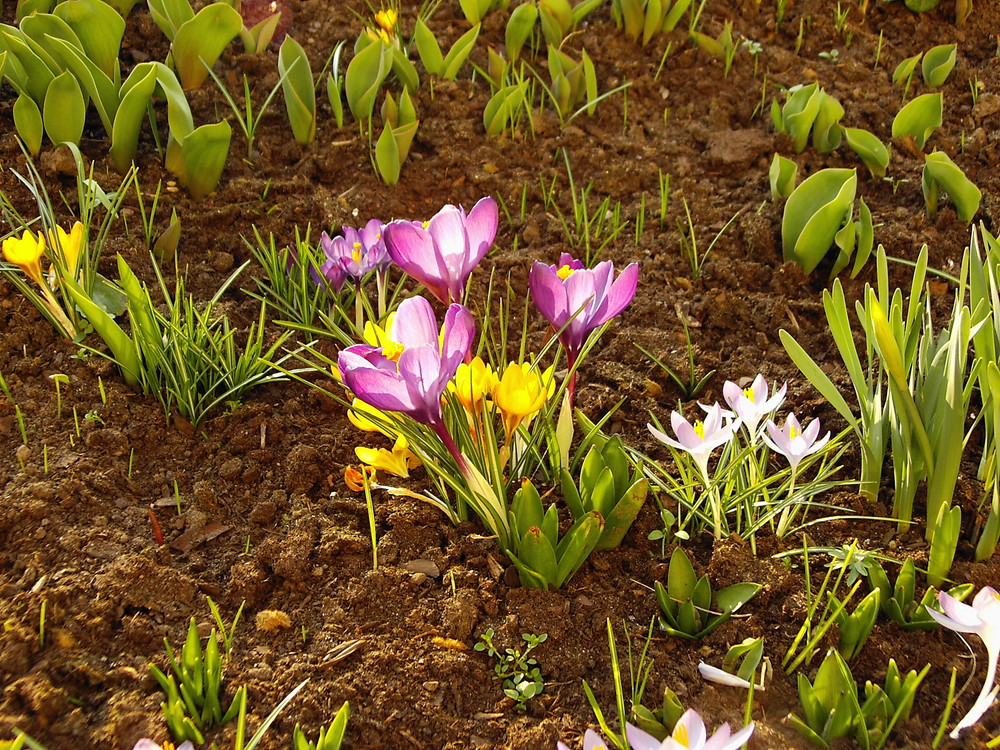 is denn schon Frühling?