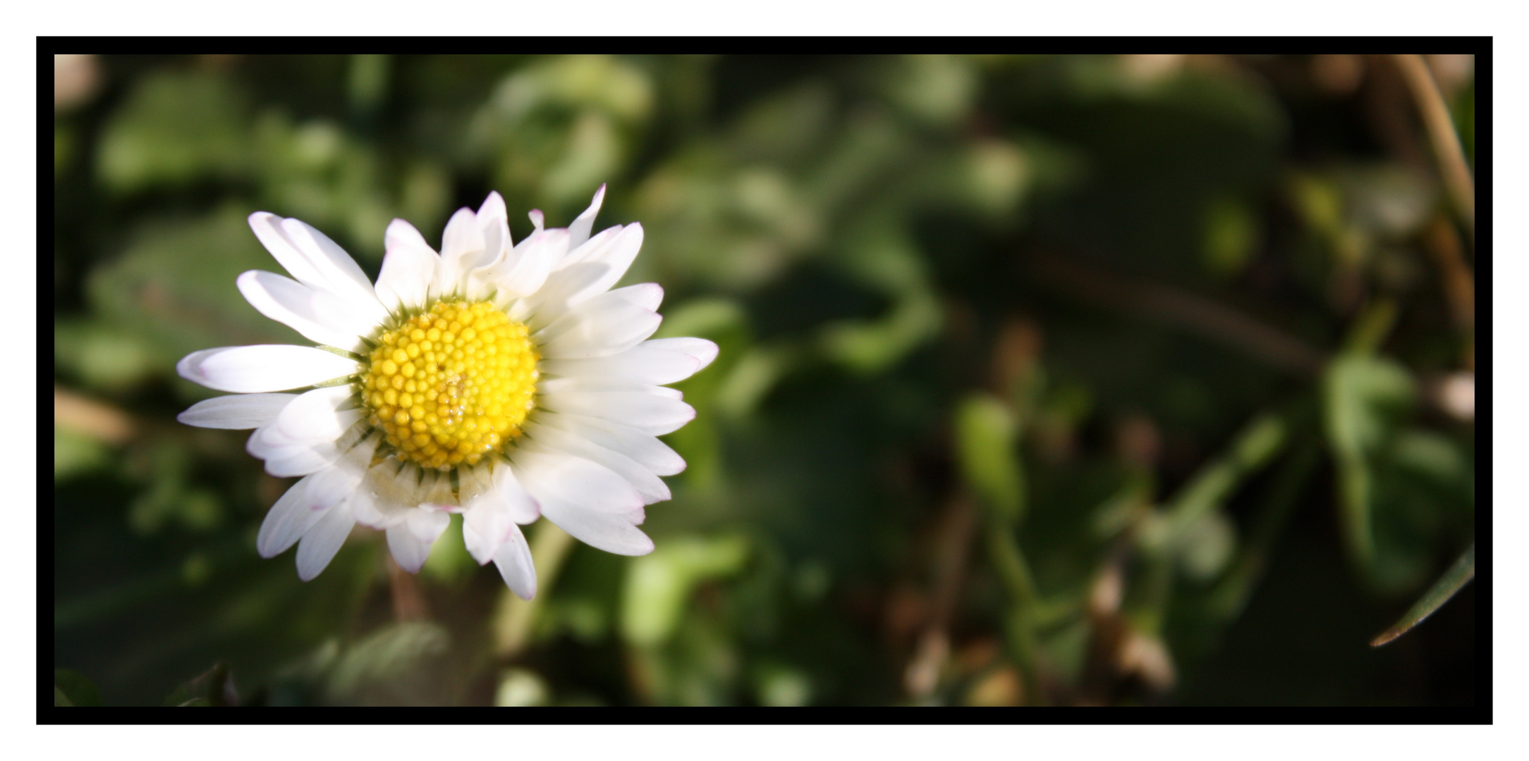 Is denn schon wieder Frühling?