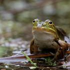 Is der Frühling getz schon wieder rum?