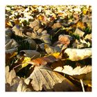 is Herbst