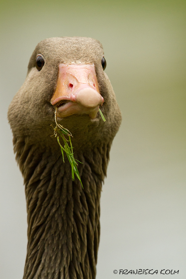 Is' was? Noch nie 'ne Gans beim Fressen gesehen?