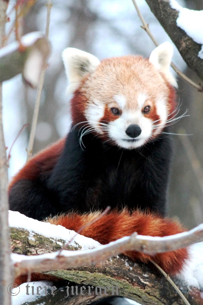 Isabell im Schnee - Roter Panda, Kleiner Panda oder Katzenbär