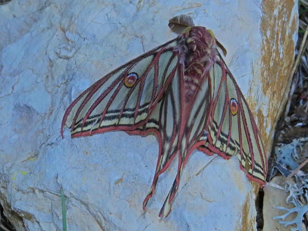 Isabella Spinner, Sierra de Cazorla, Andalusien, Spanien