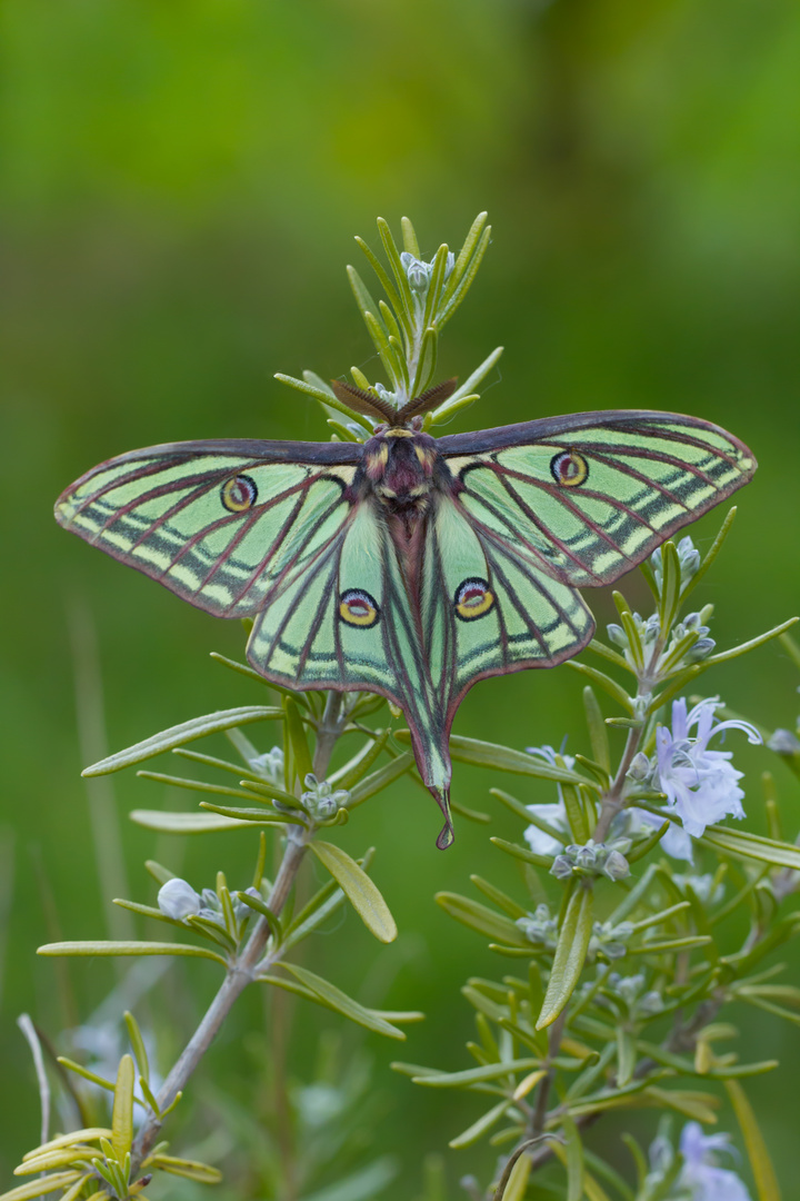 Isabellaspinner Graellsia isabellae