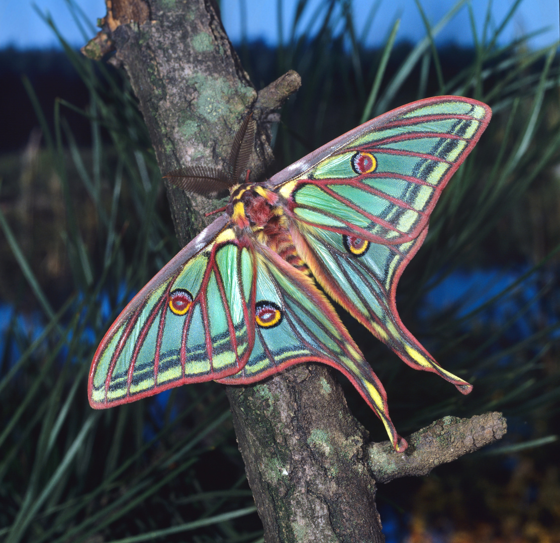 Isabellaspinner, männlicher Falter, Graellsia isabellae,  Actias isabellae Spanish Moon Moth