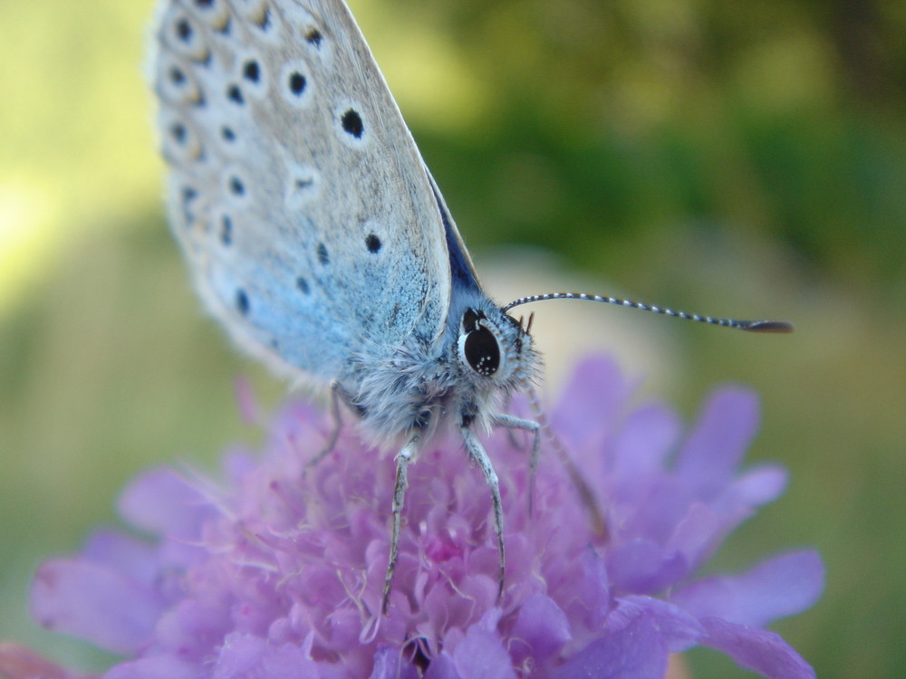 Isabelles SchmetterDing