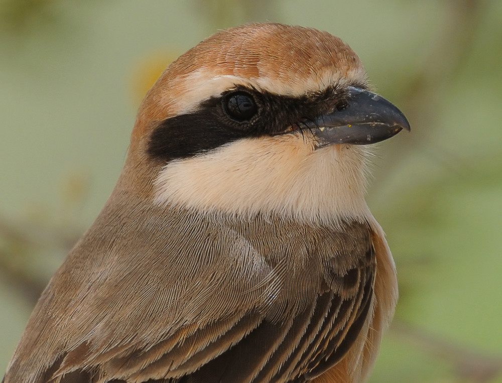 Isabelline Shrike - Head Shot