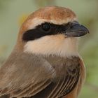 Isabelline Shrike - Head Shot