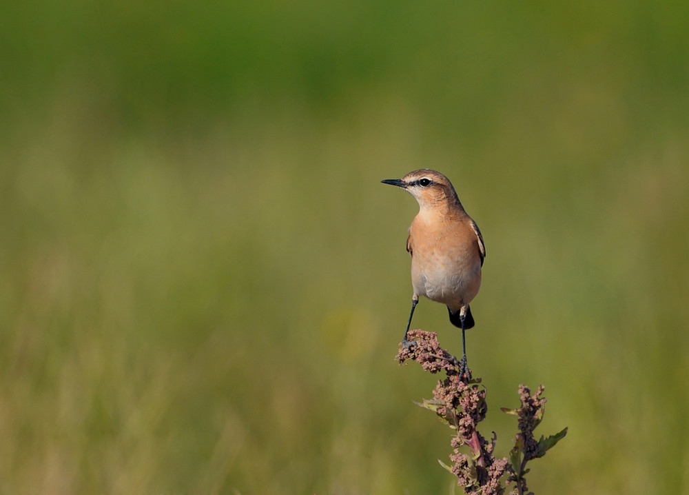 Isabelline Wheatear