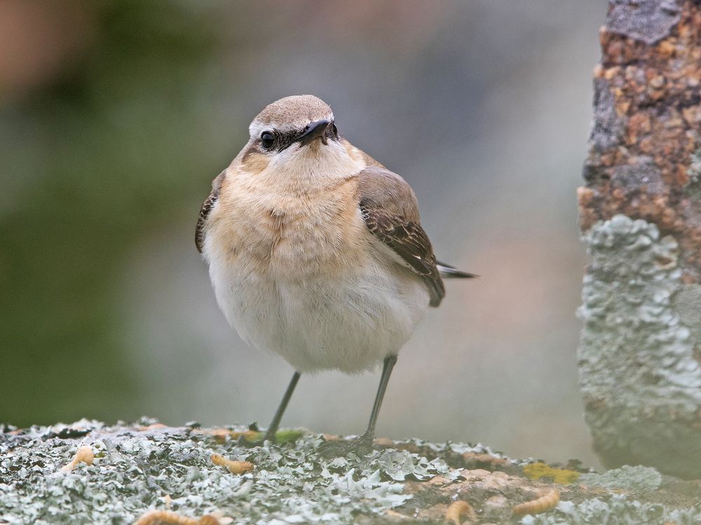 Isabellsteinschmätzer / Isabelline wheatear