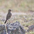 Isabellsteinschmätzer (Oenanthe isabellina)