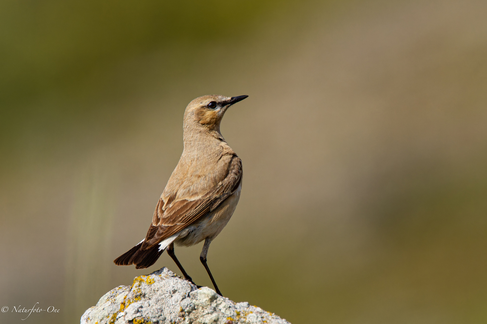 Isabellsteinschmätzer ( Oenanthe isabellina )