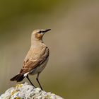 Isabellsteinschmätzer ( Oenanthe isabellina )