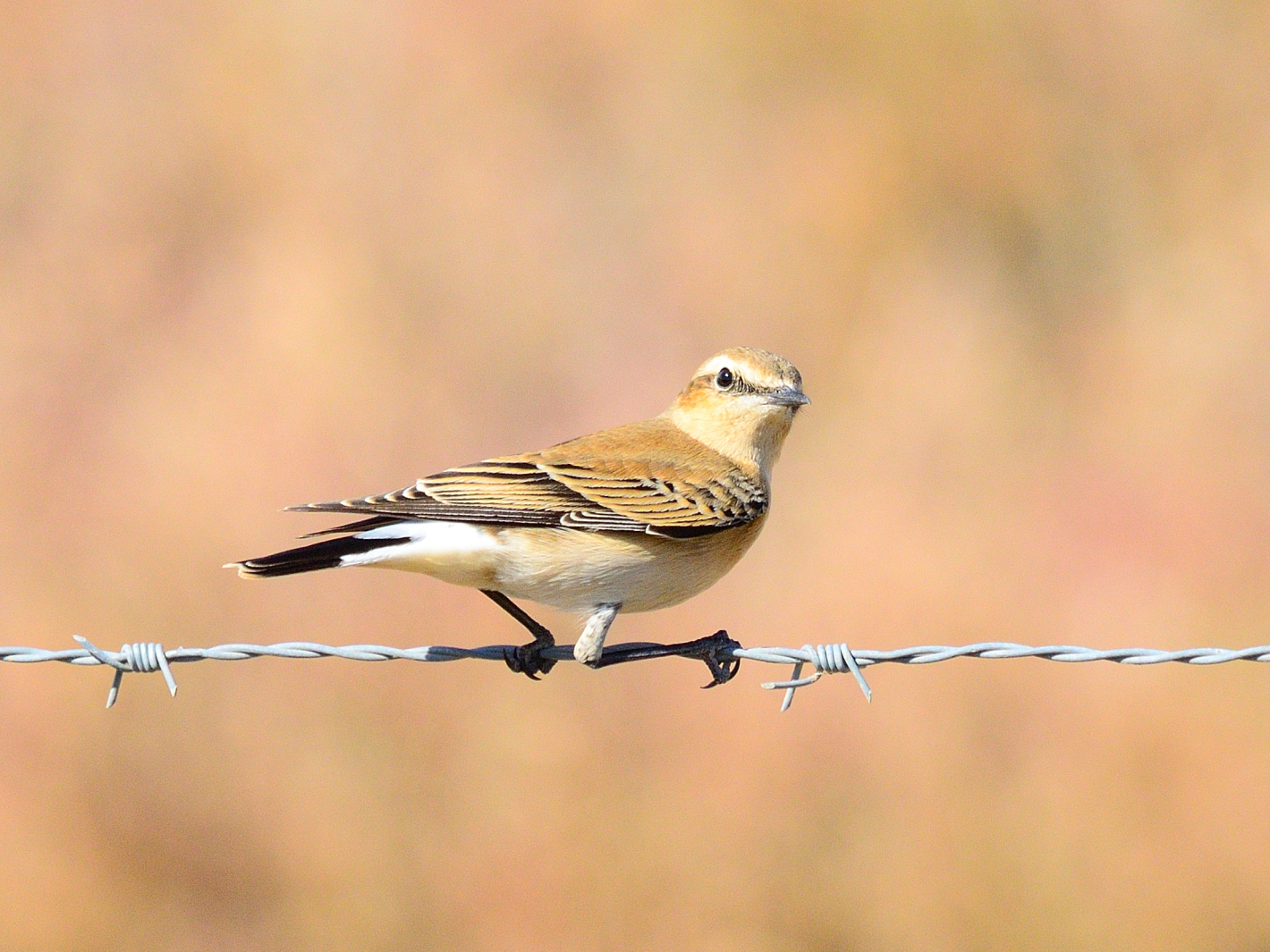 Isabellsteinschmätzer, (Oenanthe isabellina), Isabelline wheatear, Collalba isabel