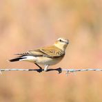 Isabellsteinschmätzer, (Oenanthe isabellina), Isabelline wheatear, Collalba isabel