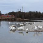 Isar beim Zoo in München