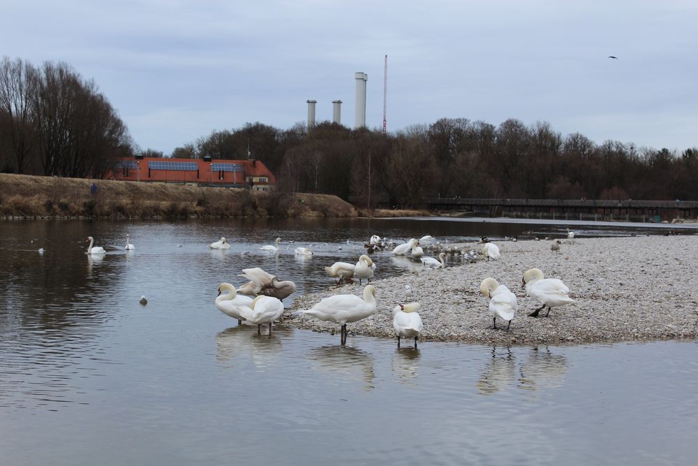 Isar beim Zoo in München