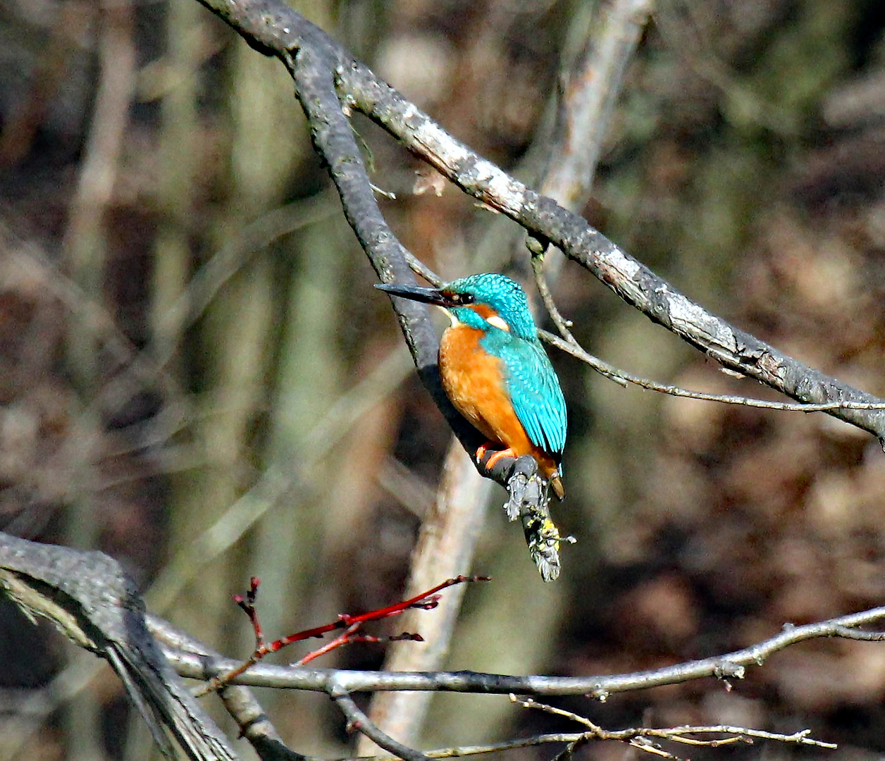 Isar-Eisvogel