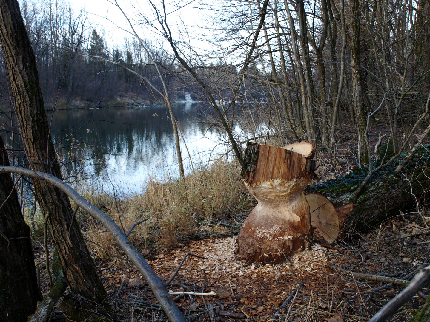 Isarauen bei Ismaning, Dezember 2015